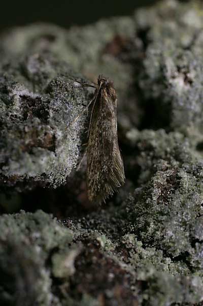 Bankesia conspurcatella