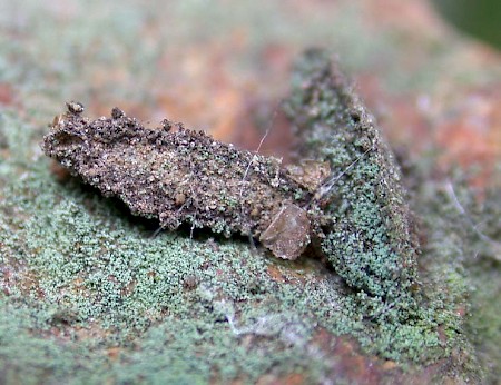 Bankesia conspurcatella