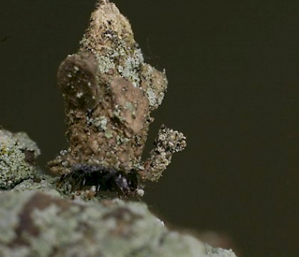 Larva &bull; The Netherlands &bull; &copy; Jeroen Voogd