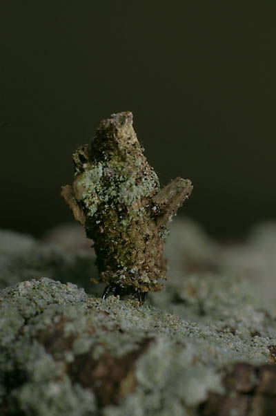 Bacotia claustrella