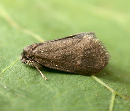 Male &bull; Ketton Quarry, Rutland, Leics. &bull; &copy; Andy Mackay