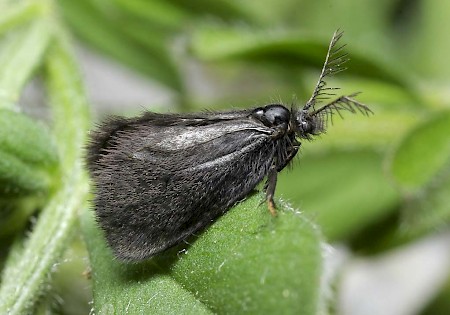 Epichnopterix plumella