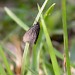 Adult (male) • Park Gate Down, Kent • © Francis Solly