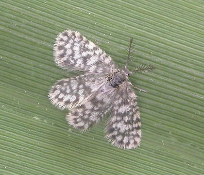 Adult &bull; Erwarton, Suffolk &bull; &copy; Tony Prichard