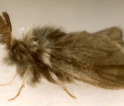 Adult male &bull; Ex pupa. Staffordshire moors. Leg. S.H.Hind. &bull; &copy; Ian Smith