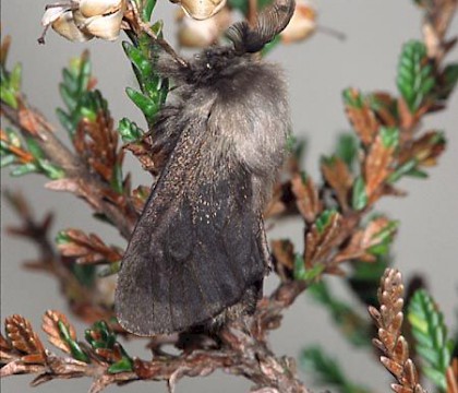 Male &bull; Netherlands &bull; &copy; Jeroen Voogd