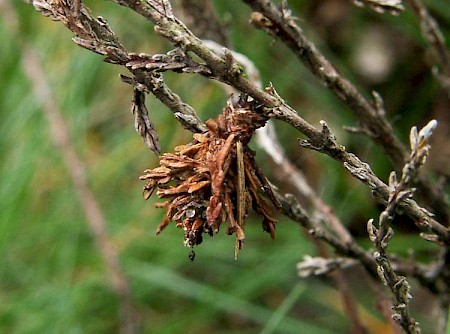 Pachythelia villosella