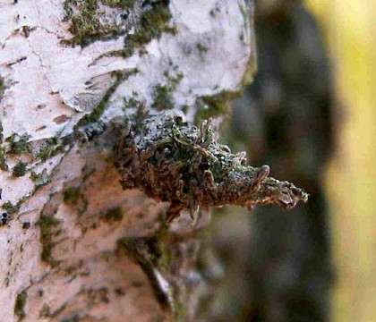 Larval case &bull; &copy; Henk ten Holt