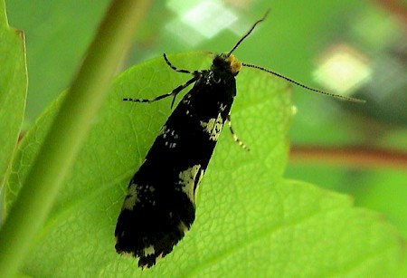 Triaxomera fulvimitrella