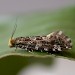 Adult • Dunham Massey, Cheshire; ex. larva in bracket fungus • © Ben Smart