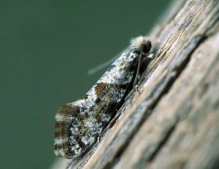 Nemaxera betulinella