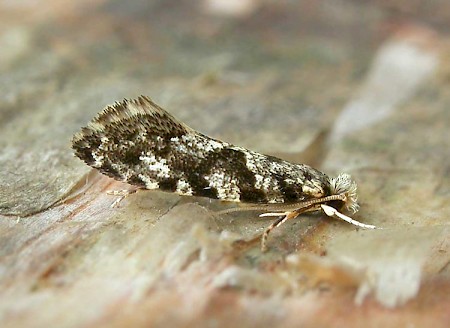 Corn Moth Nemapogon granella