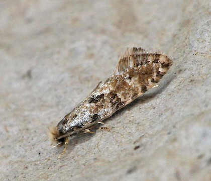 Adult &bull; Great Ellingham, Norfolk &bull; &copy; Chris Knott