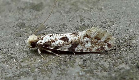 Nemapogon variatella