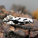 Adult • South Lanarkshire, Scotland, reared from bracket fungus • © Martin Townsend