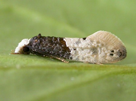 Tapestry Moth Trichophaga tapetzella