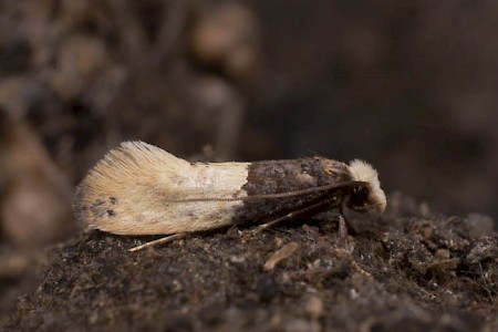 Tapestry Moth Trichophaga tapetzella