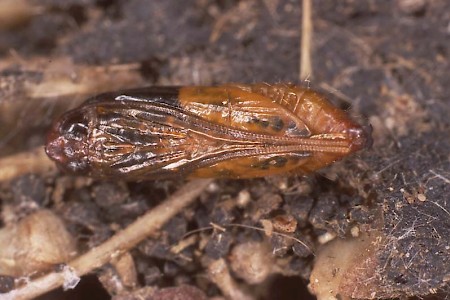 Tapestry Moth Trichophaga tapetzella