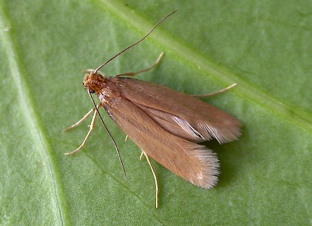 Common Clothes Moth Tineola bisselliella