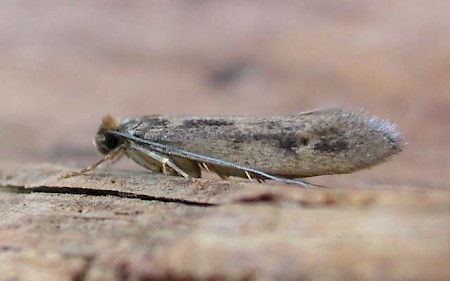 Large Pale Clothes Moth Tinea pallescentella