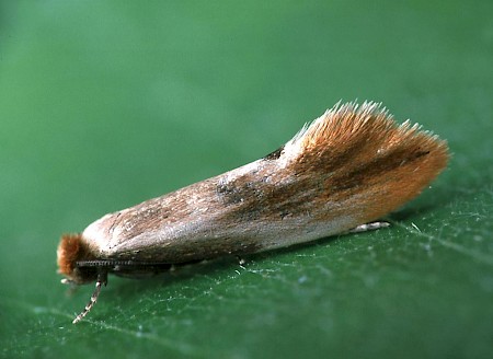 Tinea semifulvella