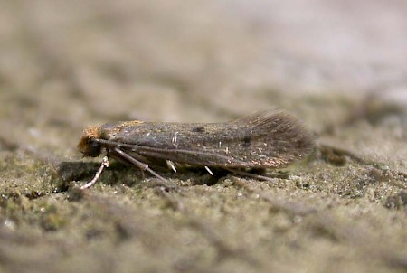 Brown-dotted Clothes Moth Niditinea fuscella