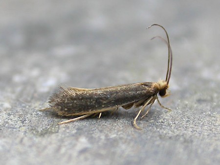 Monopis imella