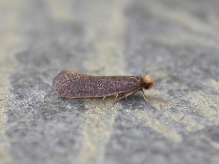 Monopis imella