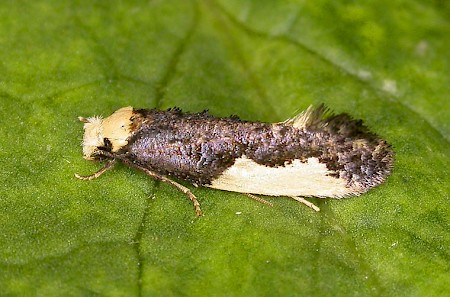 Monopis monachella