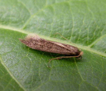 Adult &bull; Skelton, Cleveland &bull; &copy; Damian Money