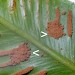 Feeding signs • Caldy, Cheshire. Oct. 2000. On P. scolopendrium • © Ian Smith