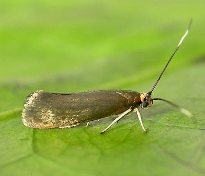 Roeslerstammiidae