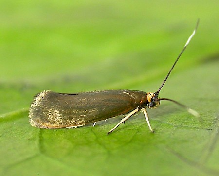 Roeslerstammia erxlebella