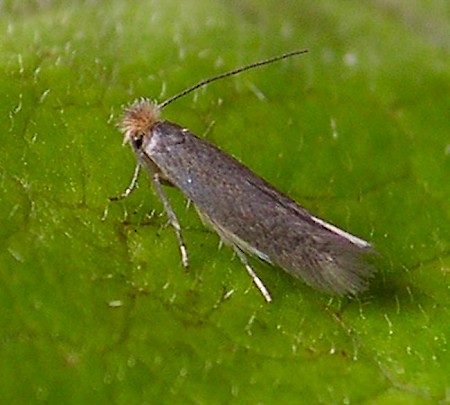 Bucculatrix cristatella