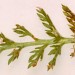 Feeding signs • shrivelled blanched and browned leaflets on Achillea millefolium. Cheshire. May. • © Ian Smith