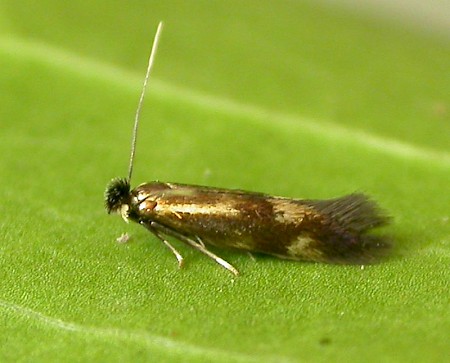 Bucculatrix nigricomella