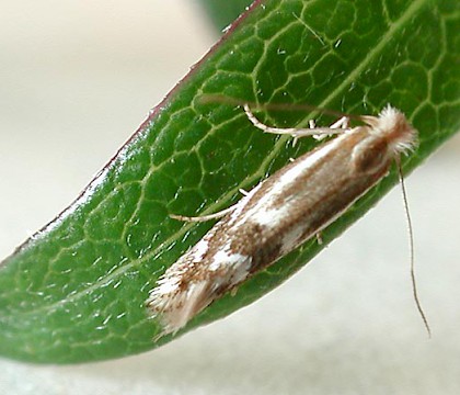 Adult &bull; &copy; Ian Thirlwell