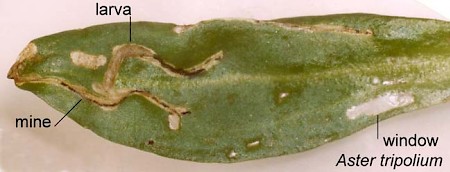 Bucculatrix maritima