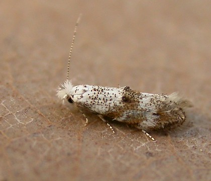 Adult &bull; Schoten, Belgium &bull; &copy; Adriaan Peeters