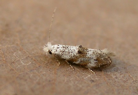 Bucculatrix frangutella