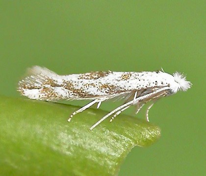 Adult &bull; Eye, Suffolk &bull; &copy; Paul Kitchener