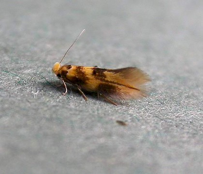 Adult &bull; Hampshire &bull; &copy; Rob Edmunds