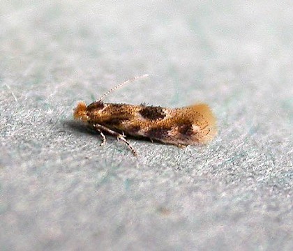 Adult &bull; Hampshire &bull; &copy; Rob Edmunds