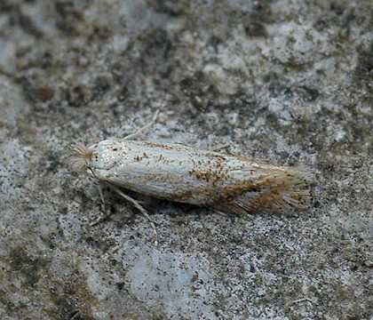 Adult &bull; Doische, Namur, Belgium &bull; &copy; Chris Steeman