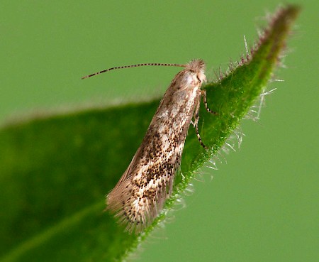 Bucculatrix demaryella