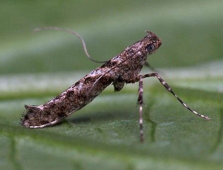 Caloptilia cuculipennella