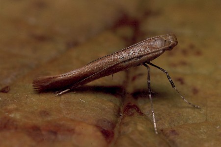 Caloptilia rufipennella