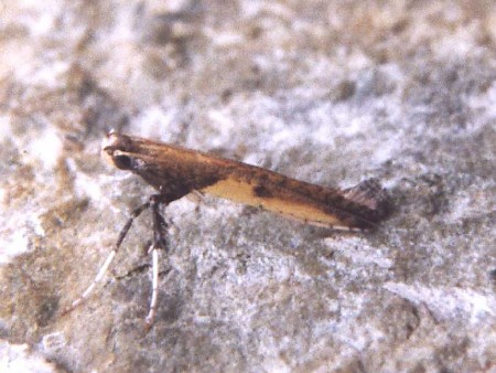 Azalea Leaf Miner Caloptilia azaleella