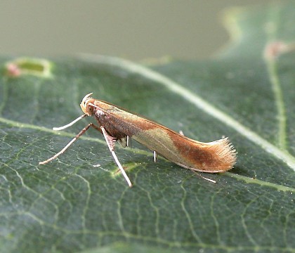 Adult &bull; Congleton, Cheshire &bull; &copy; Ian Kimber