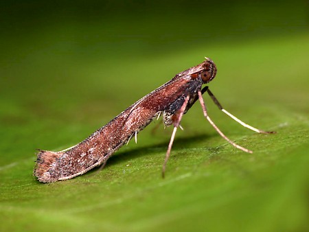 Caloptilia falconipennella